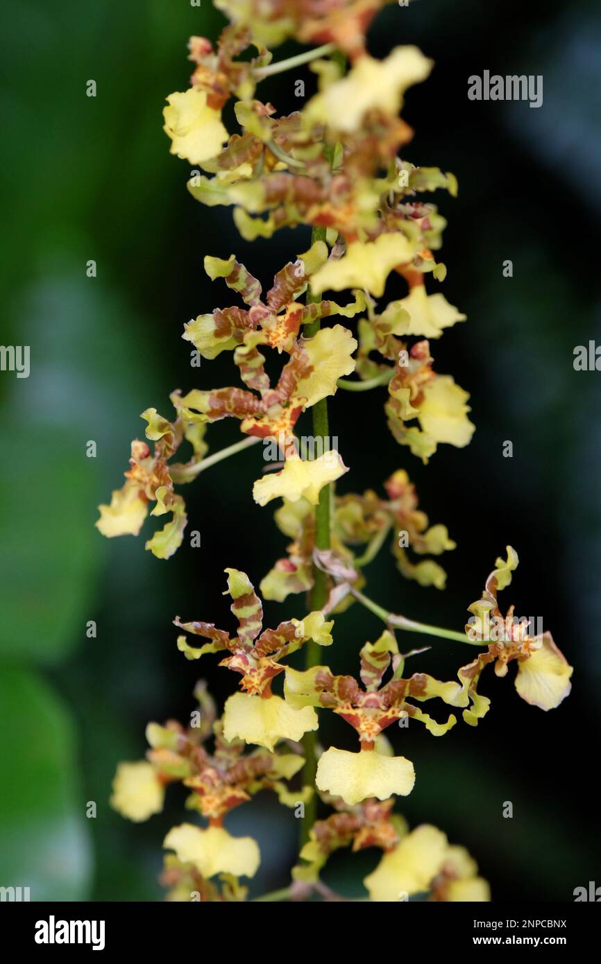 Yellow and red mottled Oncidium wentworthianum Bateman orchids in flower. Stock Photo