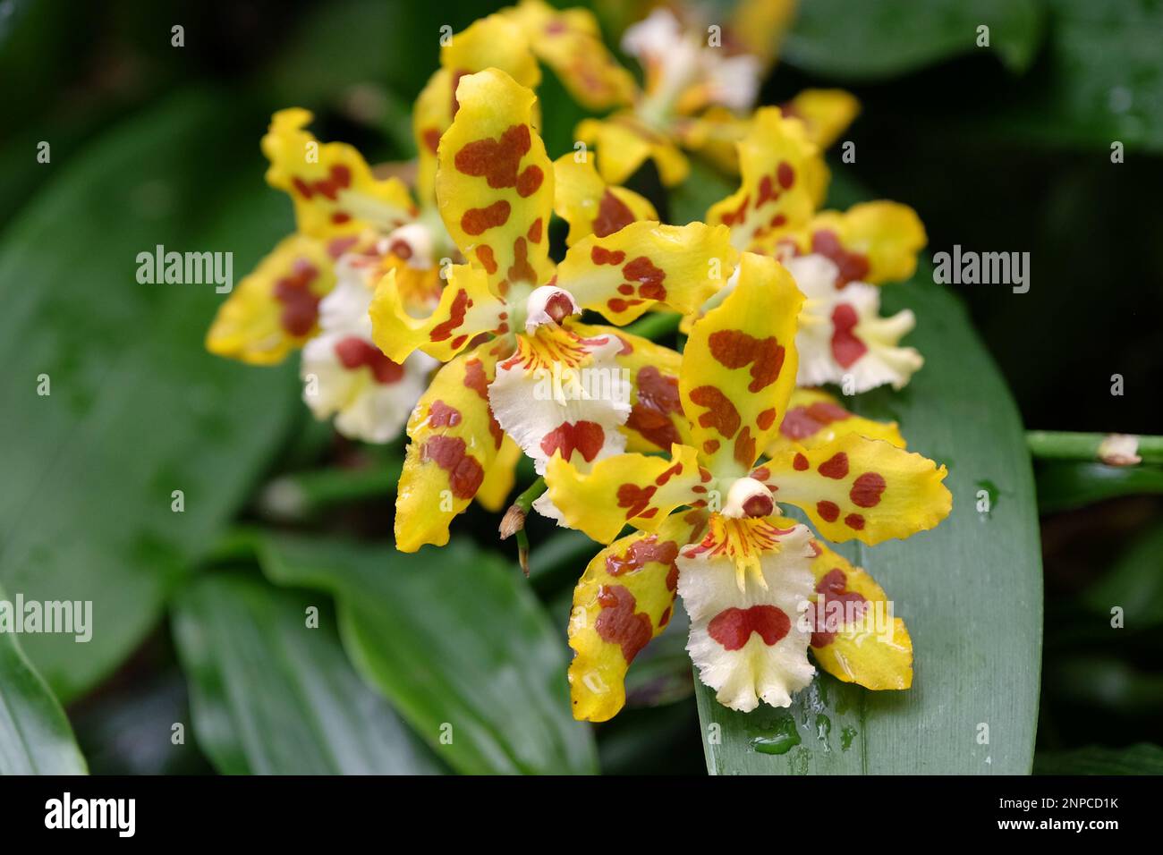 Yellow and red mottled Odontocidium Wildcat orchids in flower Stock