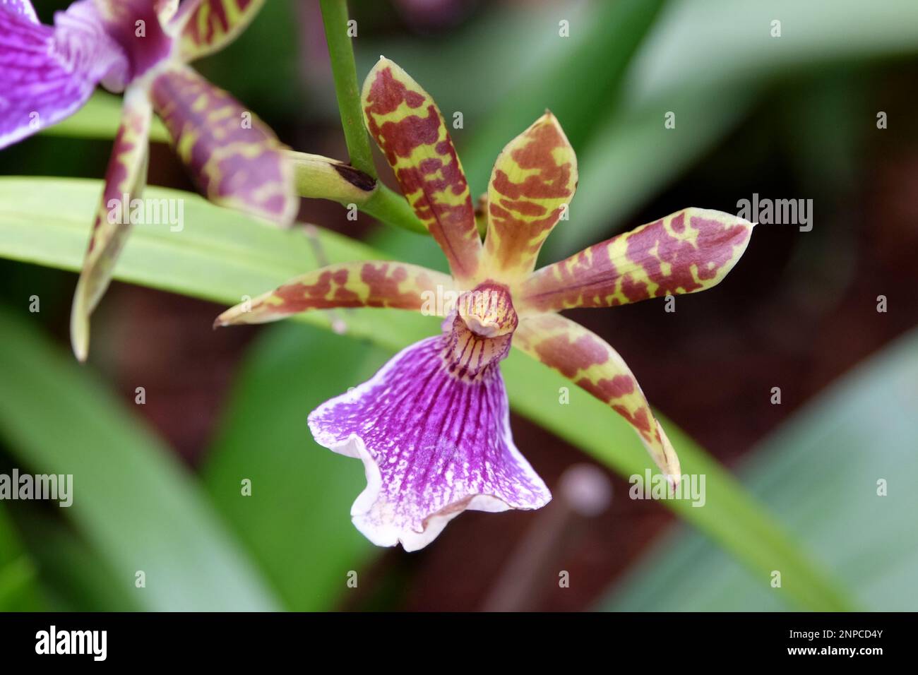 Purple mottled Zygopetalum orchids in flower. Stock Photo