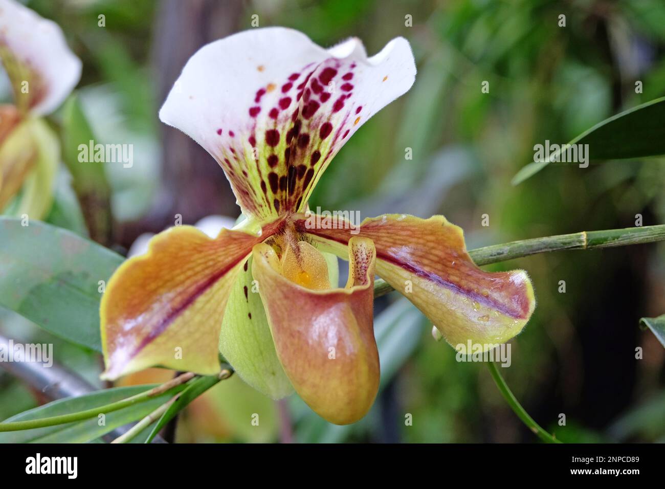 Pink Cymbidium orchids in flower. Stock Photo