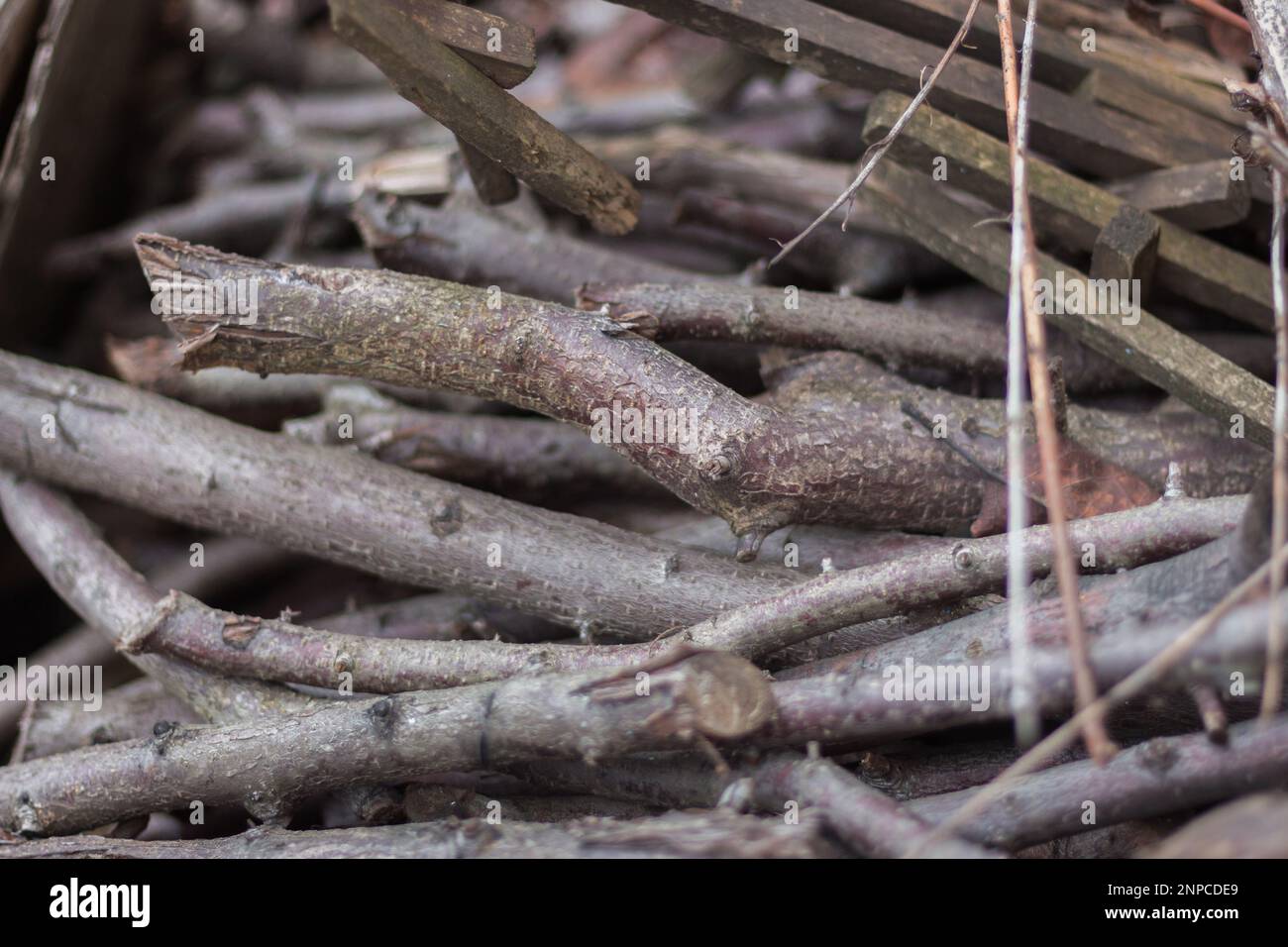 Firewood close up. Tree branches. Wooden sticks background. Bonfire concept. Bundle of sticks. Campfite concept. Twigs close up. Nature in details. Stock Photo