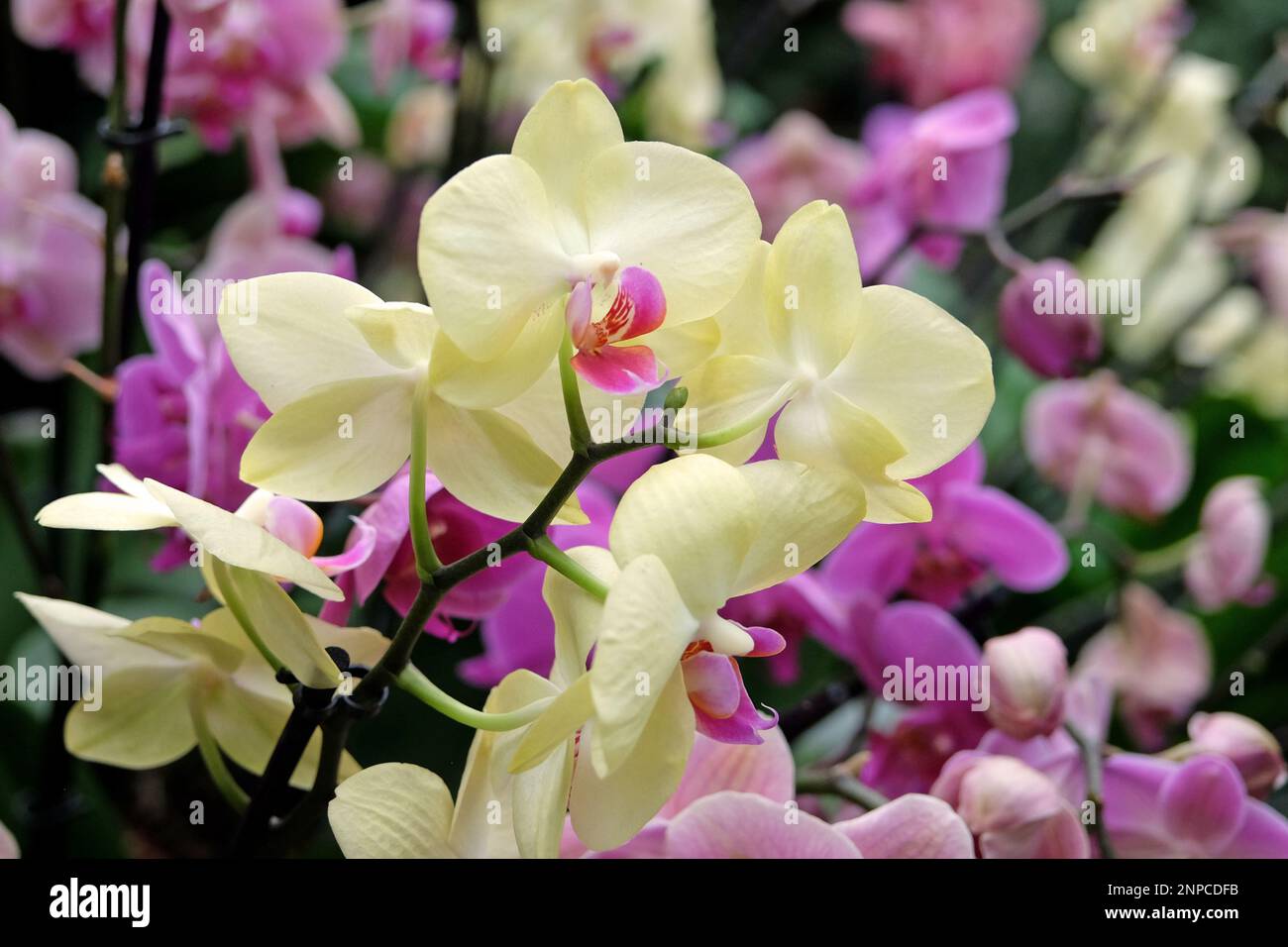 Cream phalaenopsis moth orchids in flower. Stock Photo