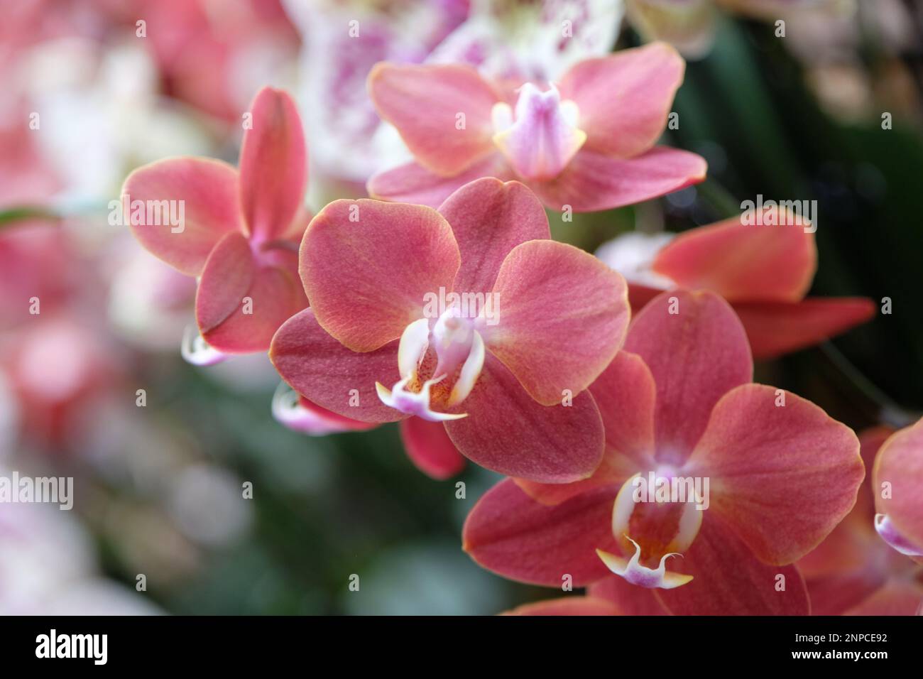 Dusky pink phalaenopsis moth orchids in flower. Stock Photo