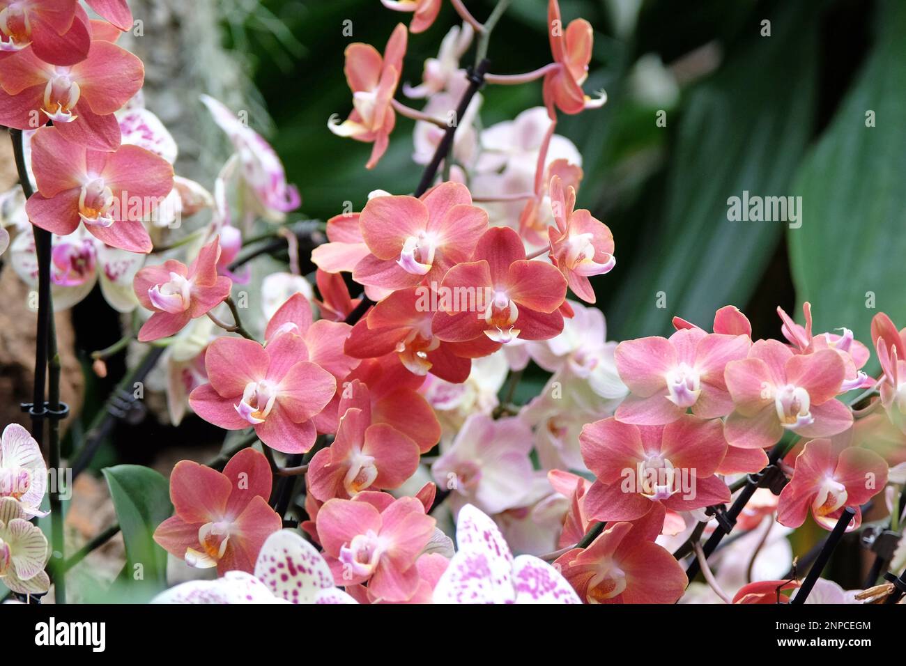 Dusky pink phalaenopsis moth orchids in flower. Stock Photo