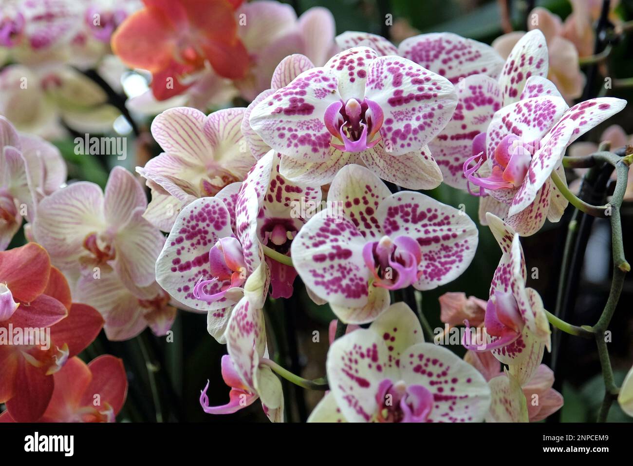 Cream and purple spotted phalaenopsis moth orchids in flower. Stock Photo