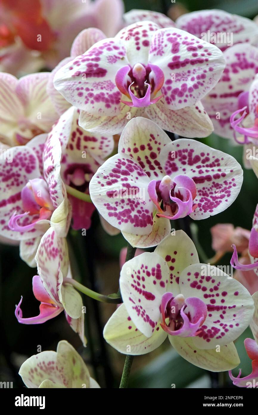 Cream and purple spotted phalaenopsis moth orchids in flower. Stock Photo