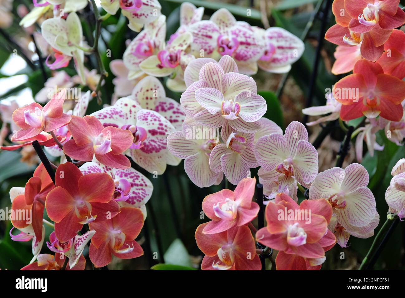 Cream and pink striped phalaenopsis moth orchids in flower. Stock Photo