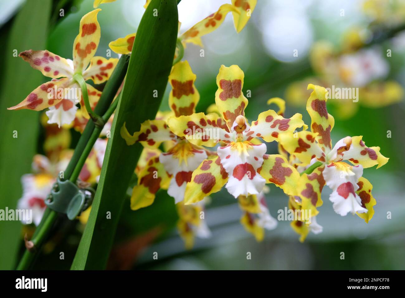 Yellow and red mottled Odontocidium Wildcat orchids in flower. Stock Photo