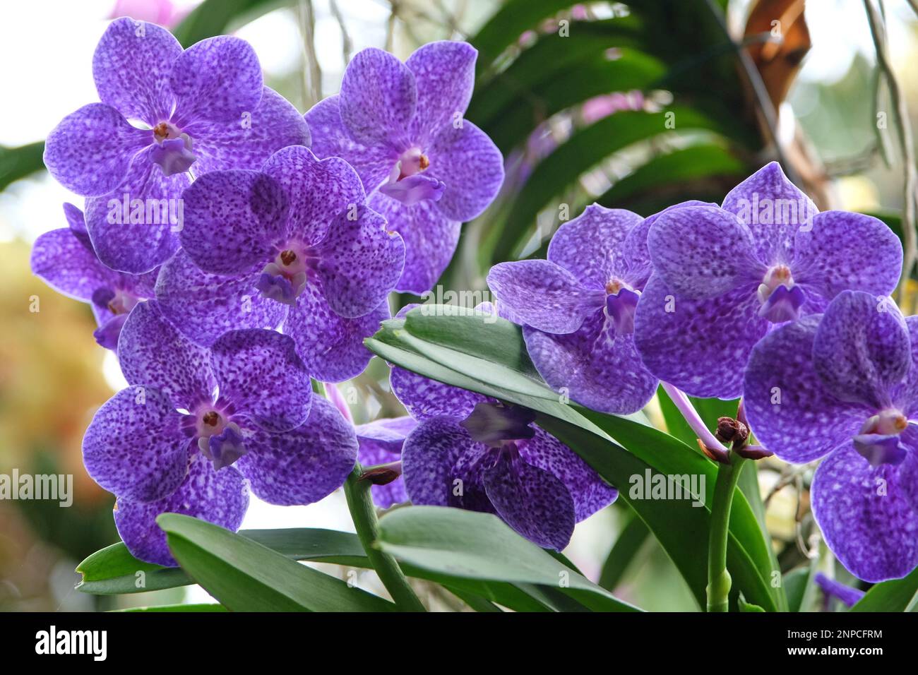 Blue mottled vanda orchids in flower. Stock Photo