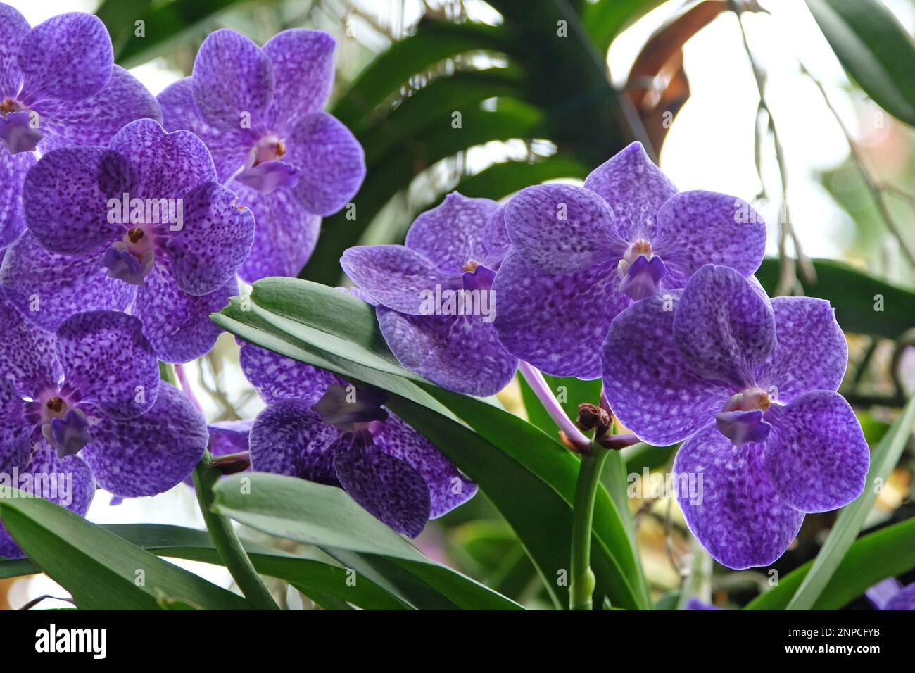 Blue mottled vanda orchids in flower. Stock Photo