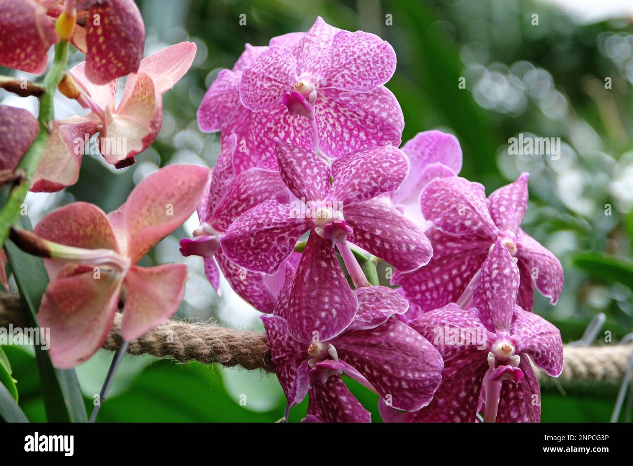 Pink mottled vanda orchids in flower. Stock Photo
