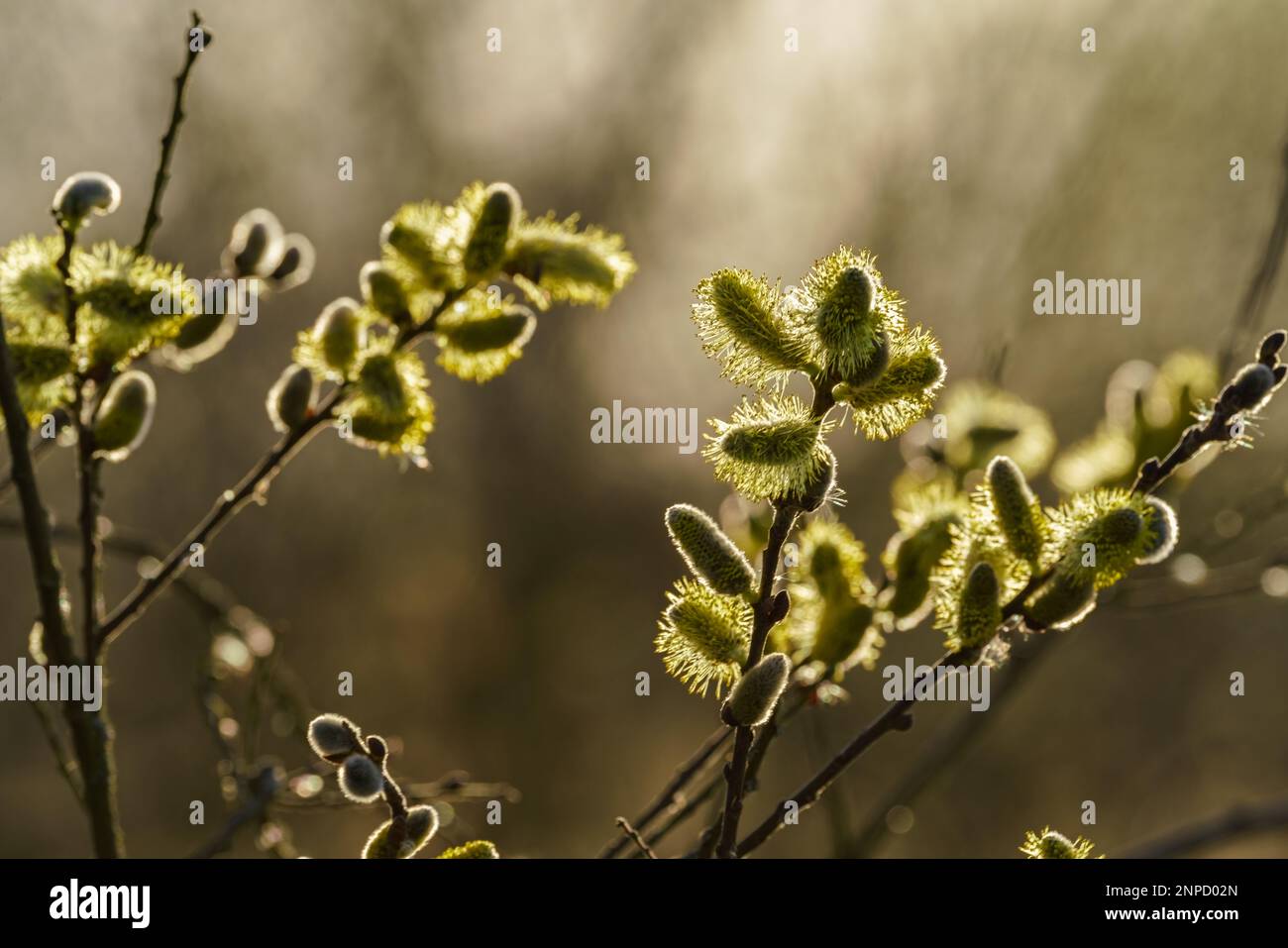 Willow Catkins in Early Spring Stock Photo