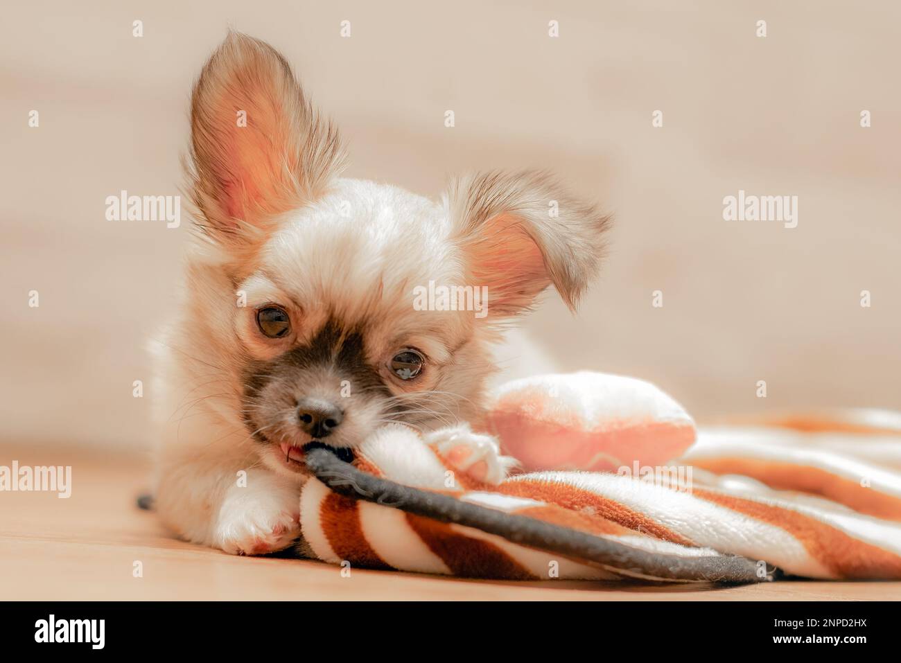 Puppy chewing carpet online