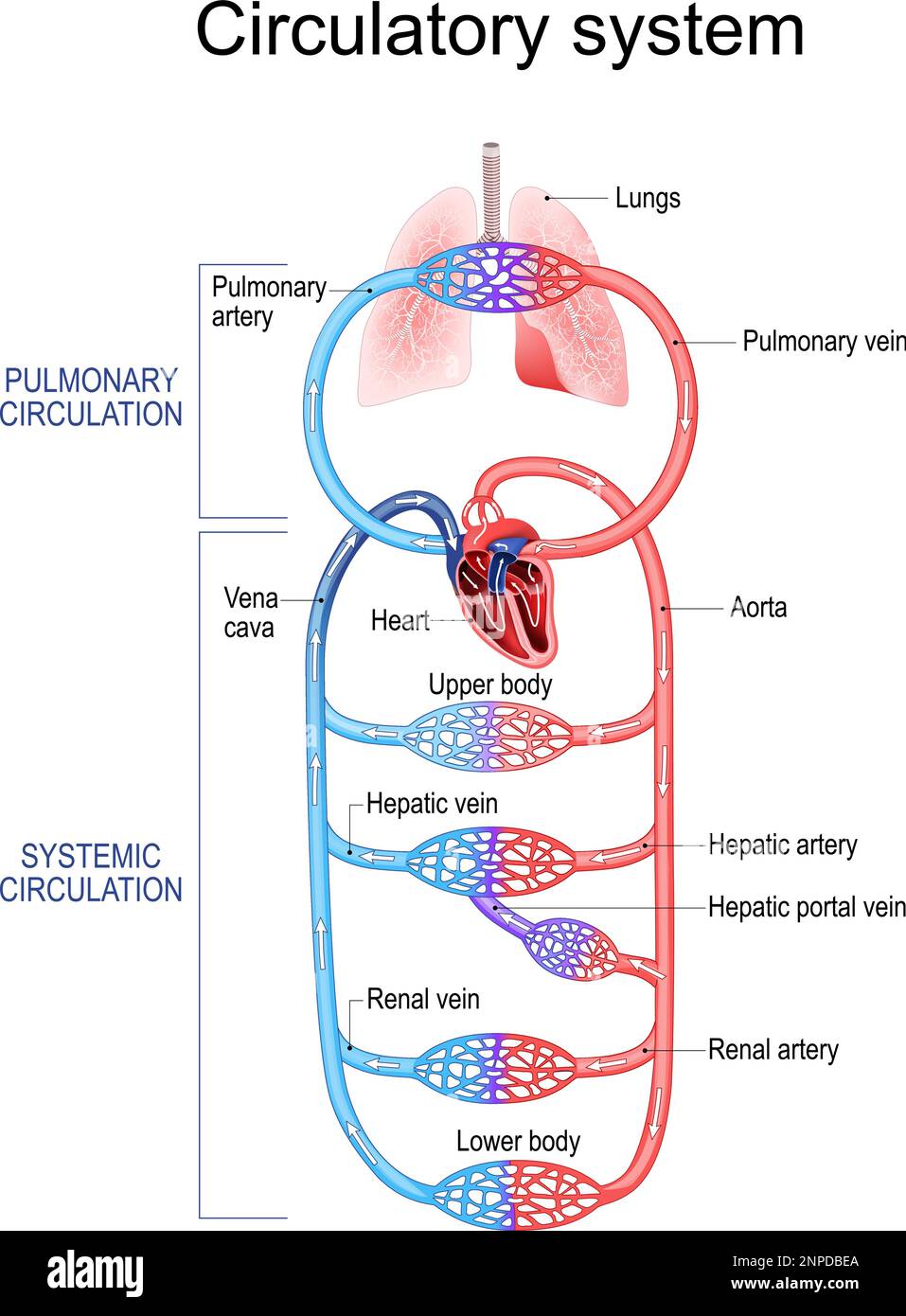 Circulatory system. Human bloodstream. Pulmonary Circulation in lungs, and Systemic Circulation in Renal artery, Hepatic portal vein, Aorta, Vena cava Stock Vector