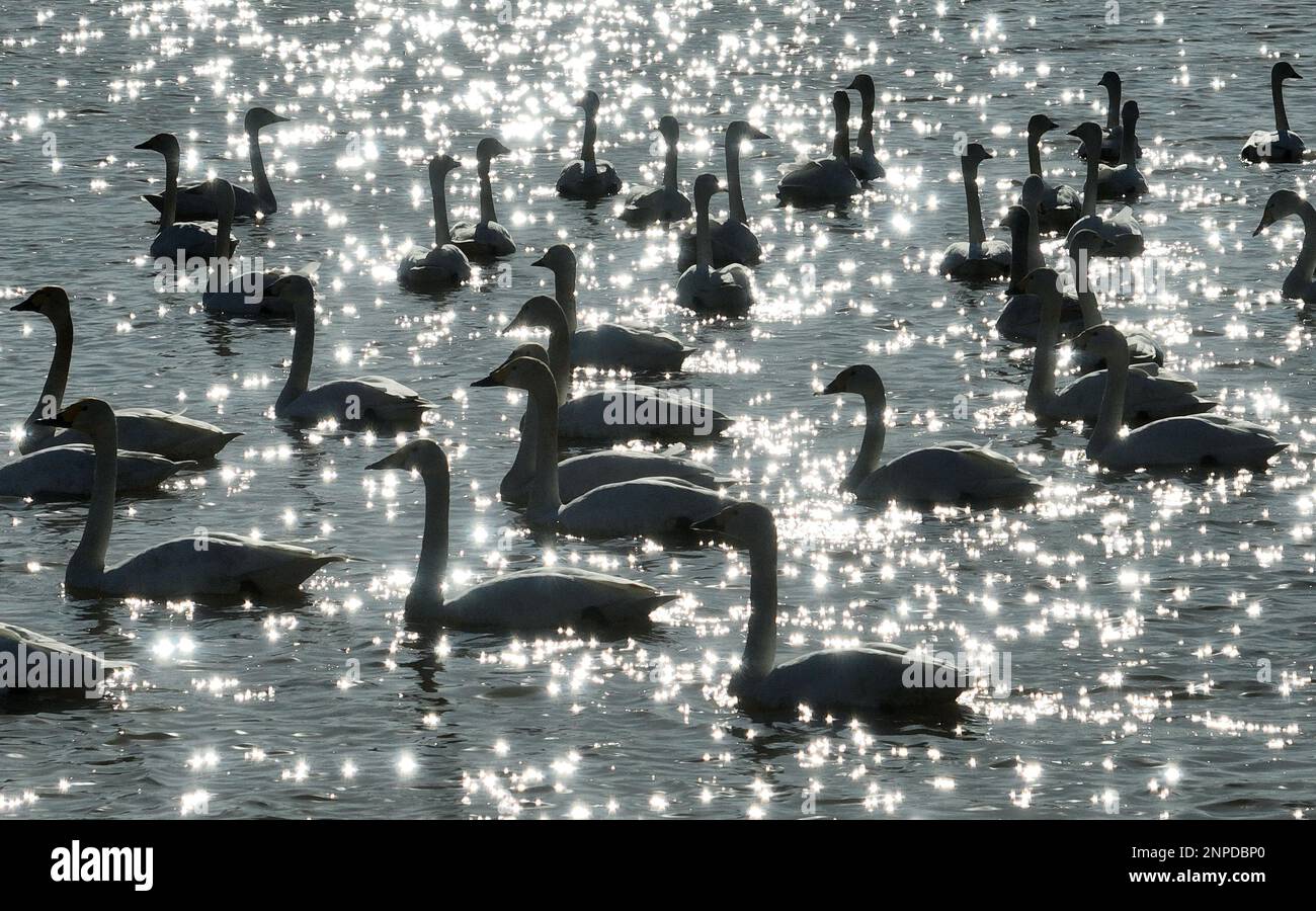 Tangshan, China's Hebei Province. 25th Feb, 2023. Swans are seen at the Caofeidian wetland in Tangshan, north China's Hebei Province, Feb. 25, 2023. The Caofeidian wetland, located in the city of Tangshan, is an important habitat for the migratory birds. Credit: Yang Shiyao/Xinhua/Alamy Live News Stock Photo