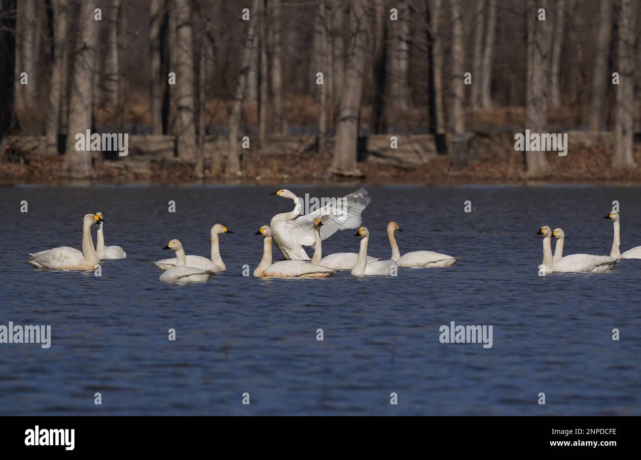 Tangshan, China's Hebei Province. 25th Feb, 2023. Swans are seen at the Caofeidian wetland in Tangshan, north China's Hebei Province, Feb. 25, 2023. The Caofeidian wetland, located in the city of Tangshan, is an important habitat for the migratory birds. Credit: Yang Shiyao/Xinhua/Alamy Live News Stock Photo