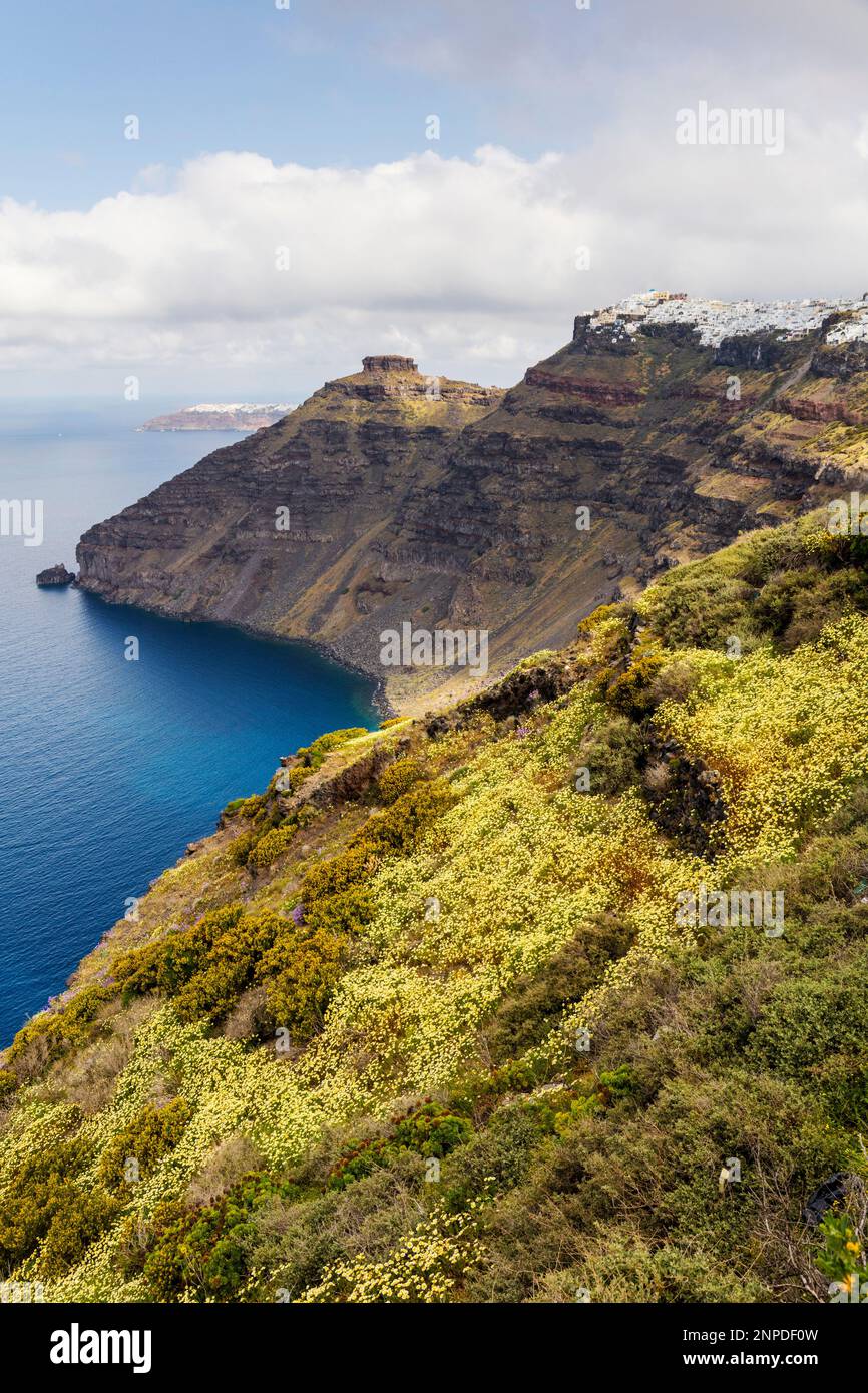 A view along the caldera towards Imerovigli with Spring wild flowers in bloom. Stock Photo