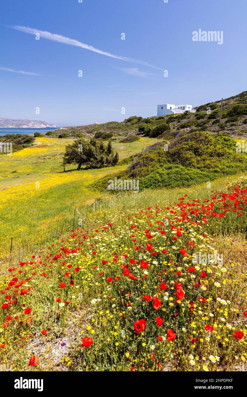 Wildflowers growing on the slopes outside Pollonia with the Aegean sea beyond in Milos. Stock Photo
