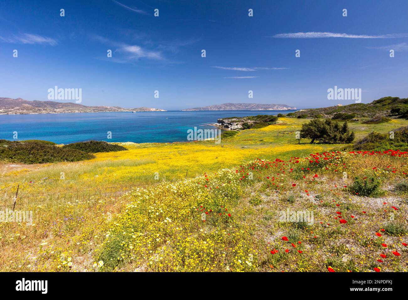 Wildflowers growing on the slopes outside Pollonia with the Aegean sea beyond in Milos. Stock Photo