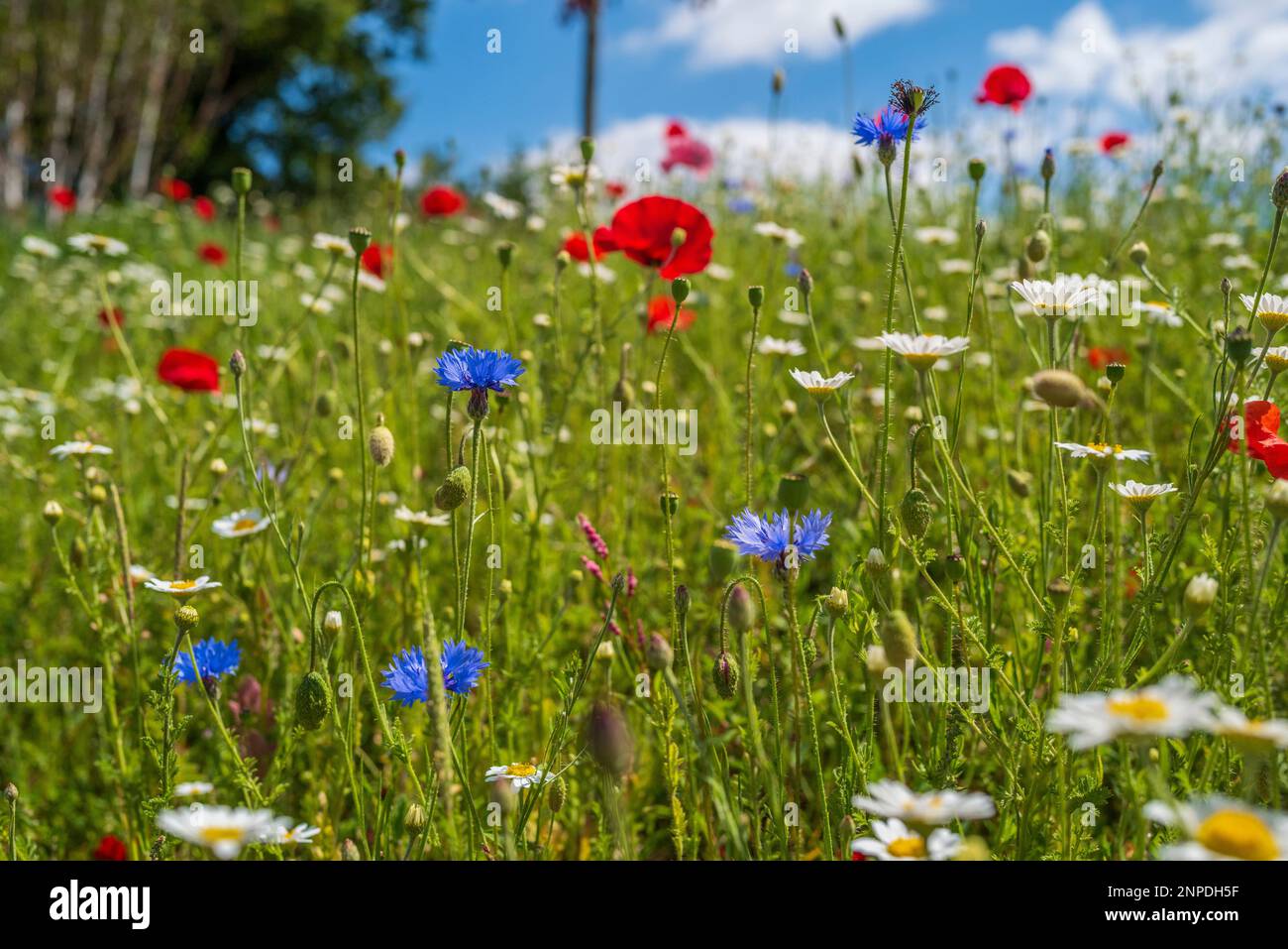 Grass verge road hi-res stock photography and images - Alamy