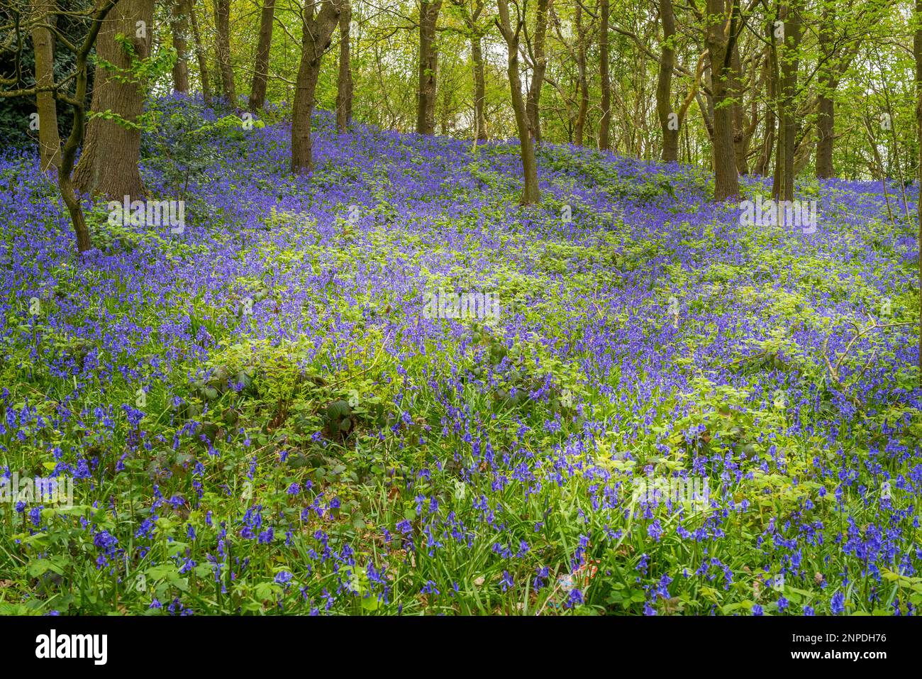 Bluebells flowering in woodland. Stock Photo
