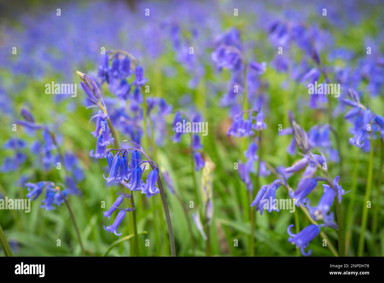 Bluebells flowering in woodland. Stock Photo