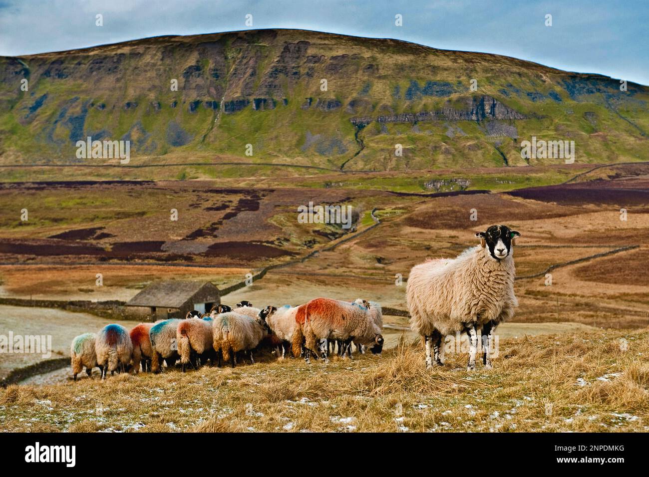 Sheep on Fawcett Moor. Stock Photo