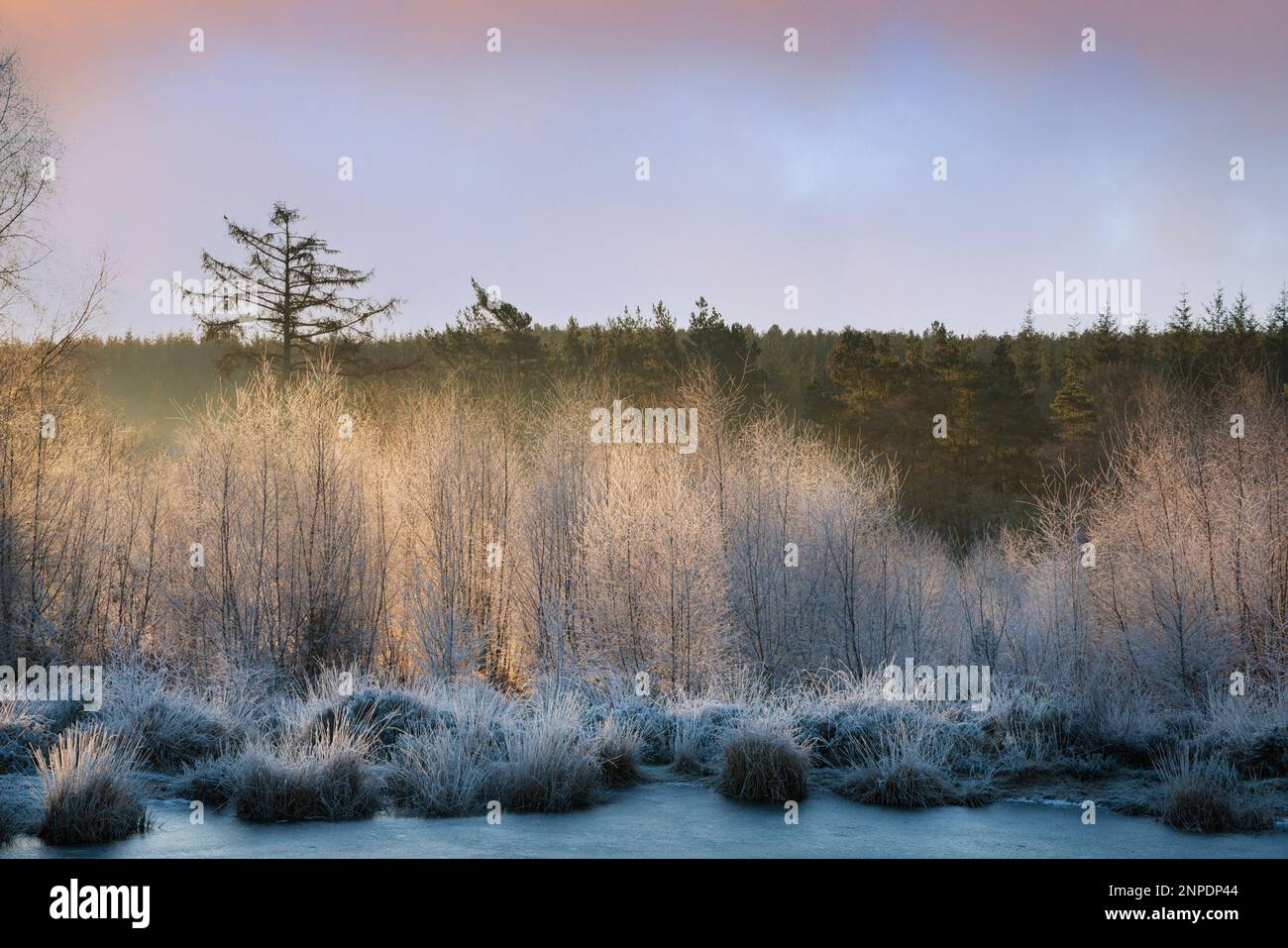 Cleddon Nature Reserve in the Wye Valley at sunrise. Stock Photo