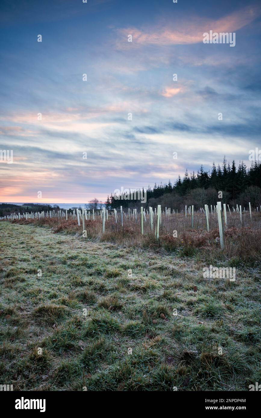 Afforestation with plastic tree guards in the Wye Valley. Stock Photo