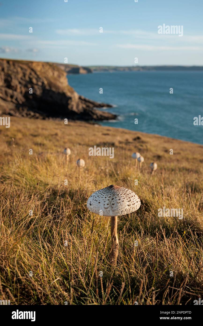 Wild Parasol mushroom growing near the sea in St Bride's Bay. Stock Photo