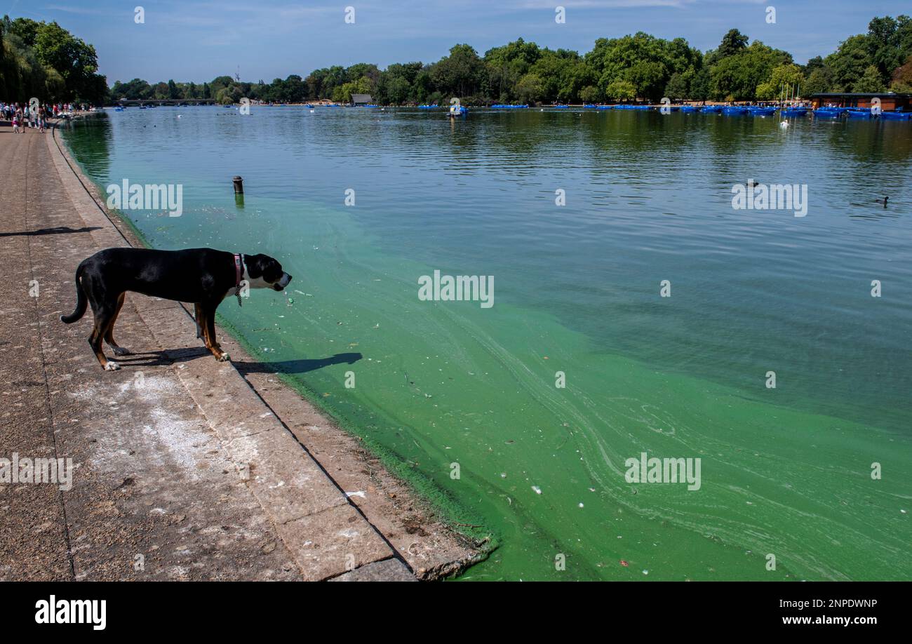 A dog looks up from the edge of the lake in Hyde Park in London as if pondering whether to get in the water or not. Stock Photo