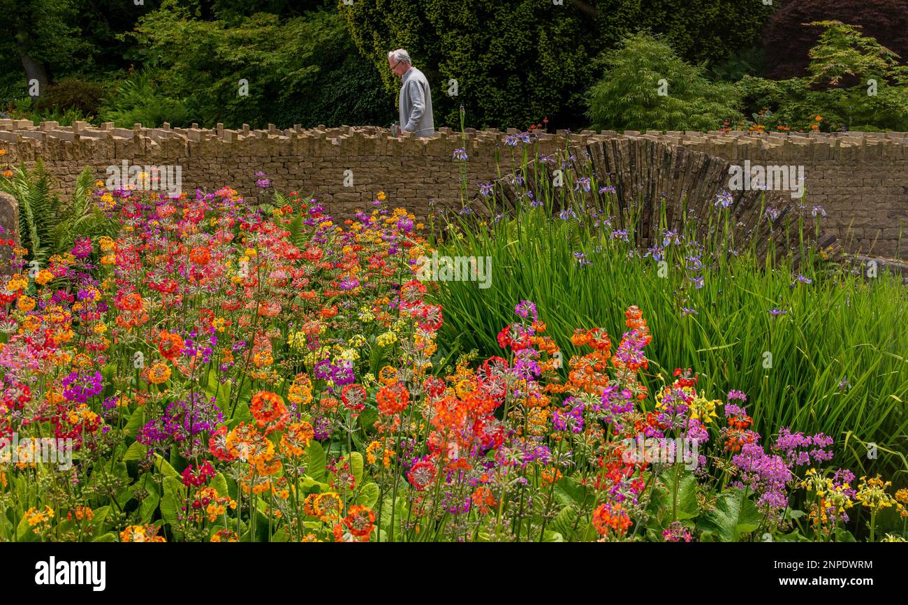 A visitor of the Summer Flower Show at Harlow Carr Gardens walks across a small bridge surrounded by beautiful summer flowers. Stock Photo