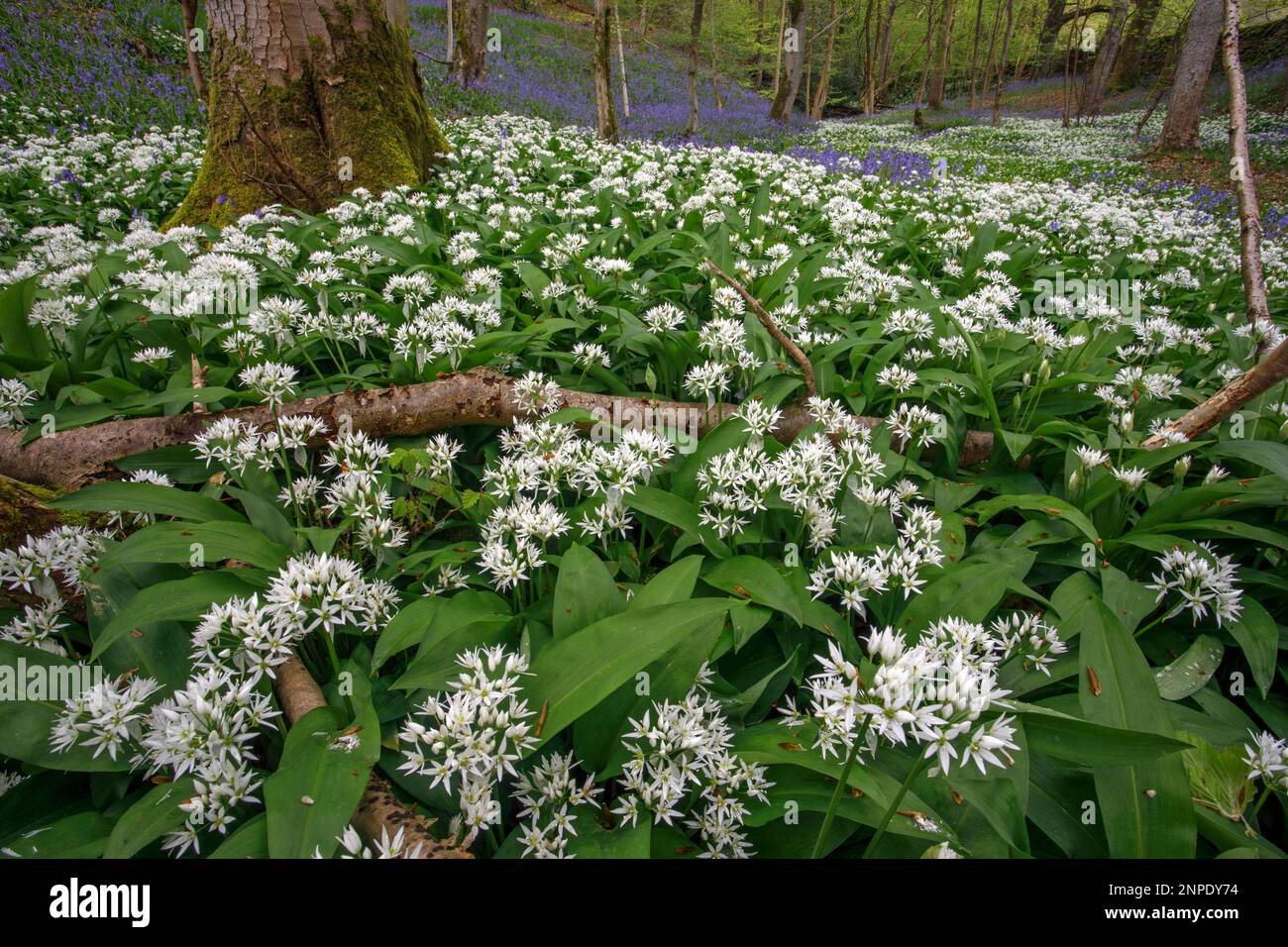Wild garlic and bluebells growing in woodland in Wharfedale in the Yorkshire Dales. Stock Photo