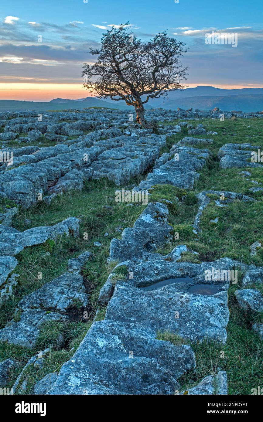 An isolated tree growing on the limestone pavement at Winskill above Ribblesdale. Stock Photo