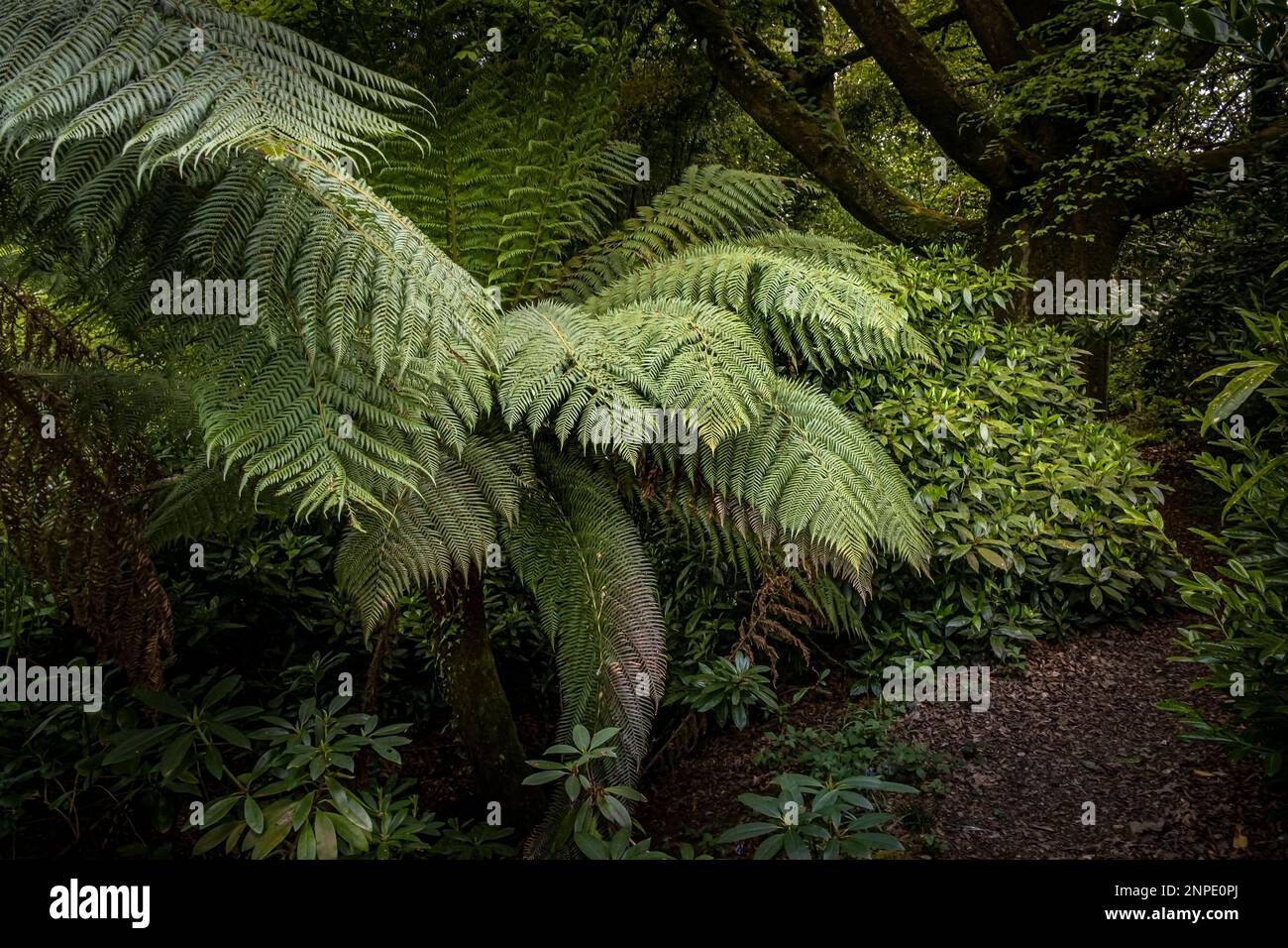 Dicksonia antarctica growing in the wild sub-tropical Penjjick Garden in Cornwall. Stock Photo