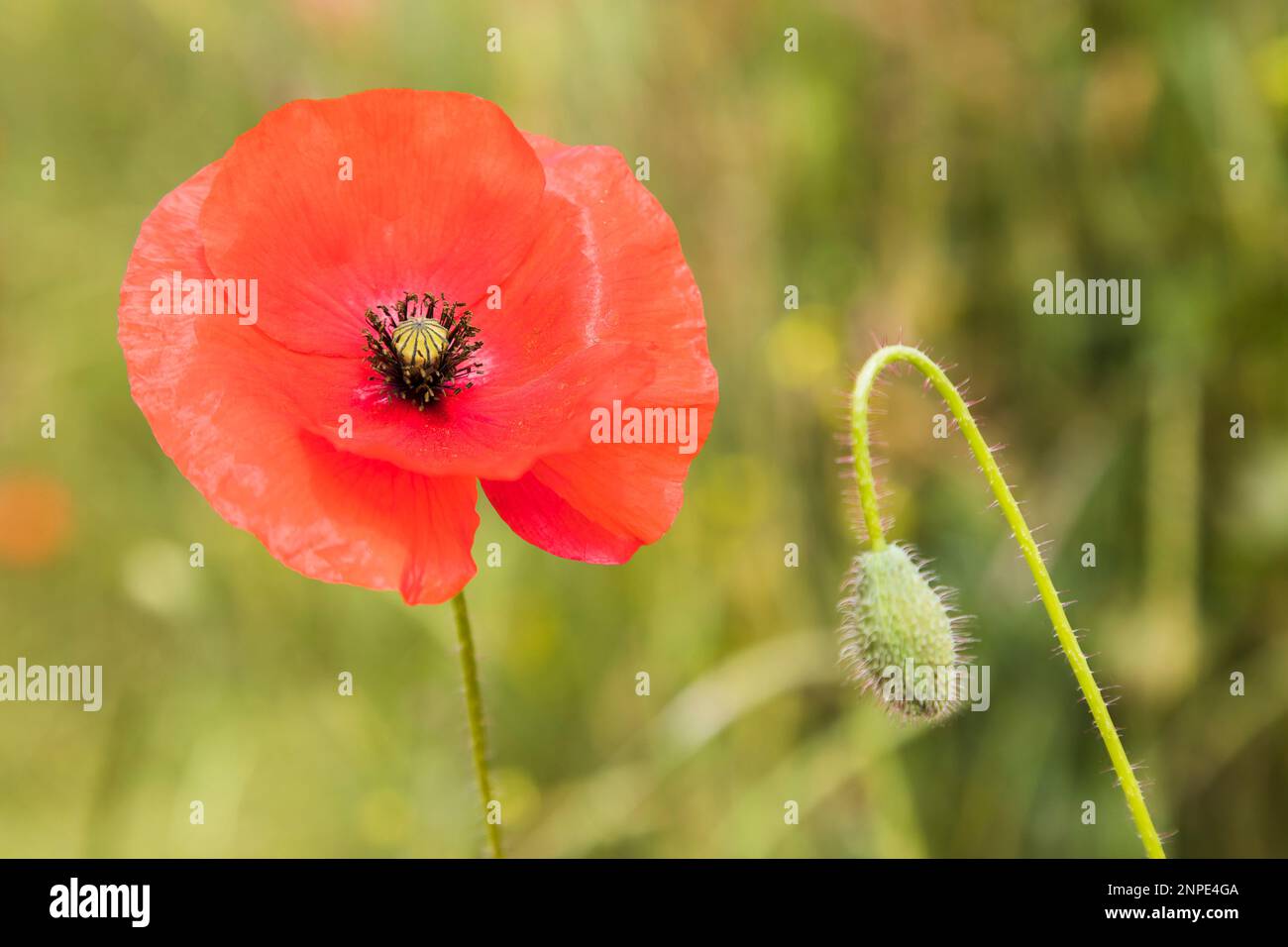 Close up of a poppy flower in full bloom next to a poppy bud in a field in Norfolk. Stock Photo