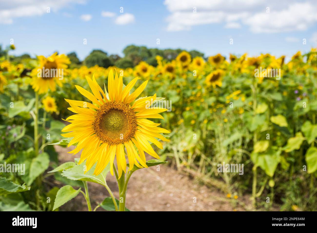 Beautiful sunflowers pictured in a field under a blue sky in summer. Stock Photo