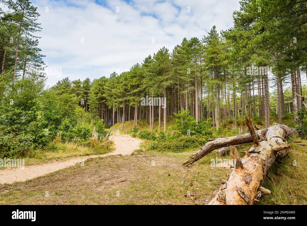 Tall pine trees flank a sandy pathway deep in Formby Woods near Liverpool. Stock Photo