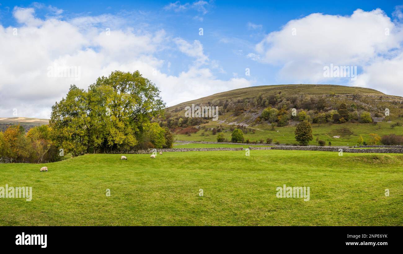 A panorama of sheep grazing in Bucken seen under part of Bucken Pike hill in the Wharfedale Valley in the Yorkshire Dales. Stock Photo