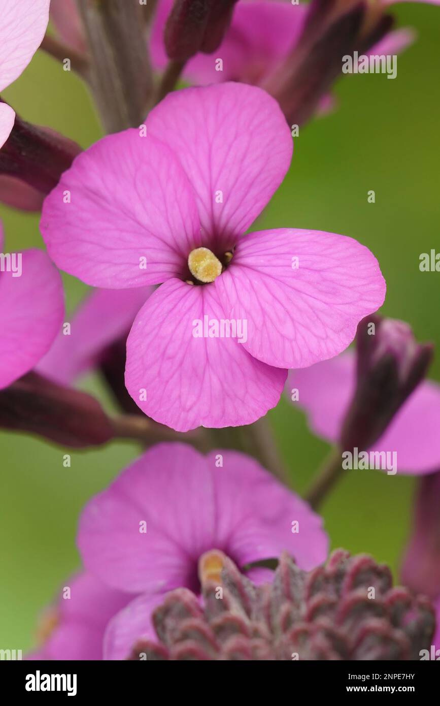 Vertical closeup on a purple flower of the common wallflower, erysimum cheiri Stock Photo