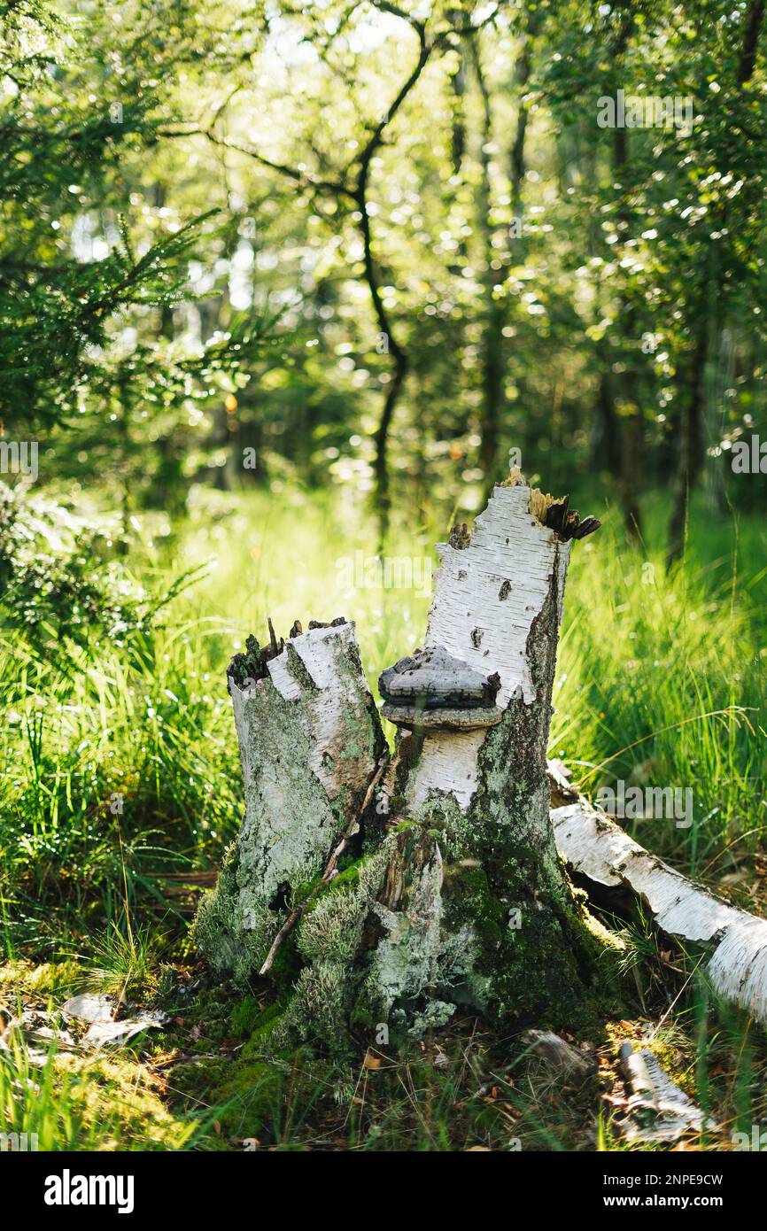 Tree trunk with mushroom on it in a sunny forrest Stock Photo