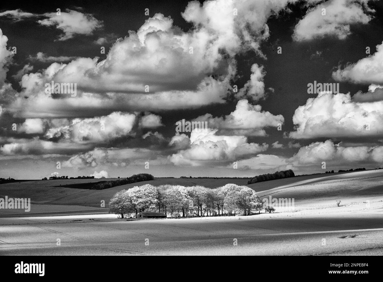 A clump of beech trees near Fyfield Down in Wiltshire. Stock Photo