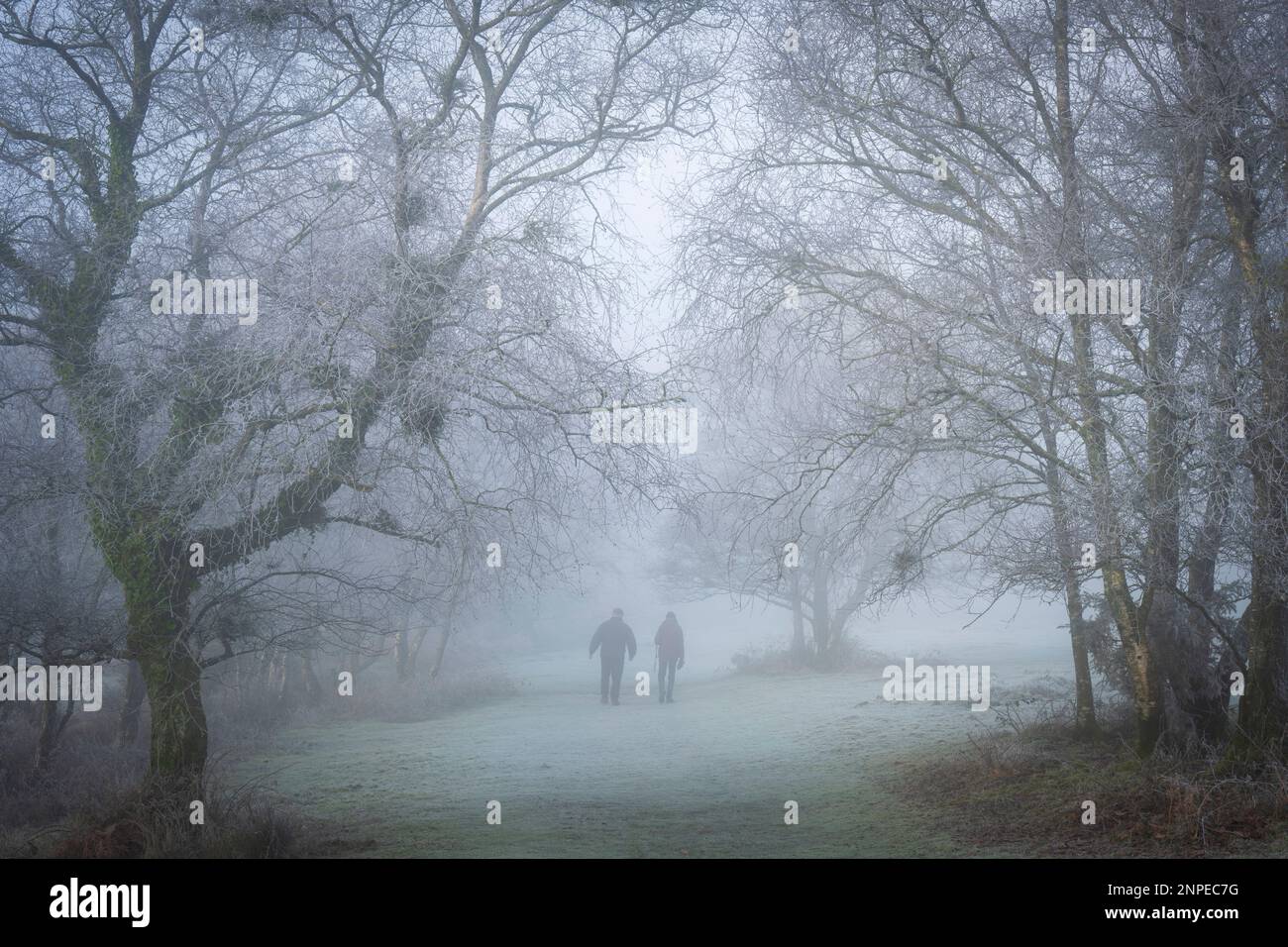 Two mean walking on a tree-lined path on a foggy and frosty morning. Stock Photo