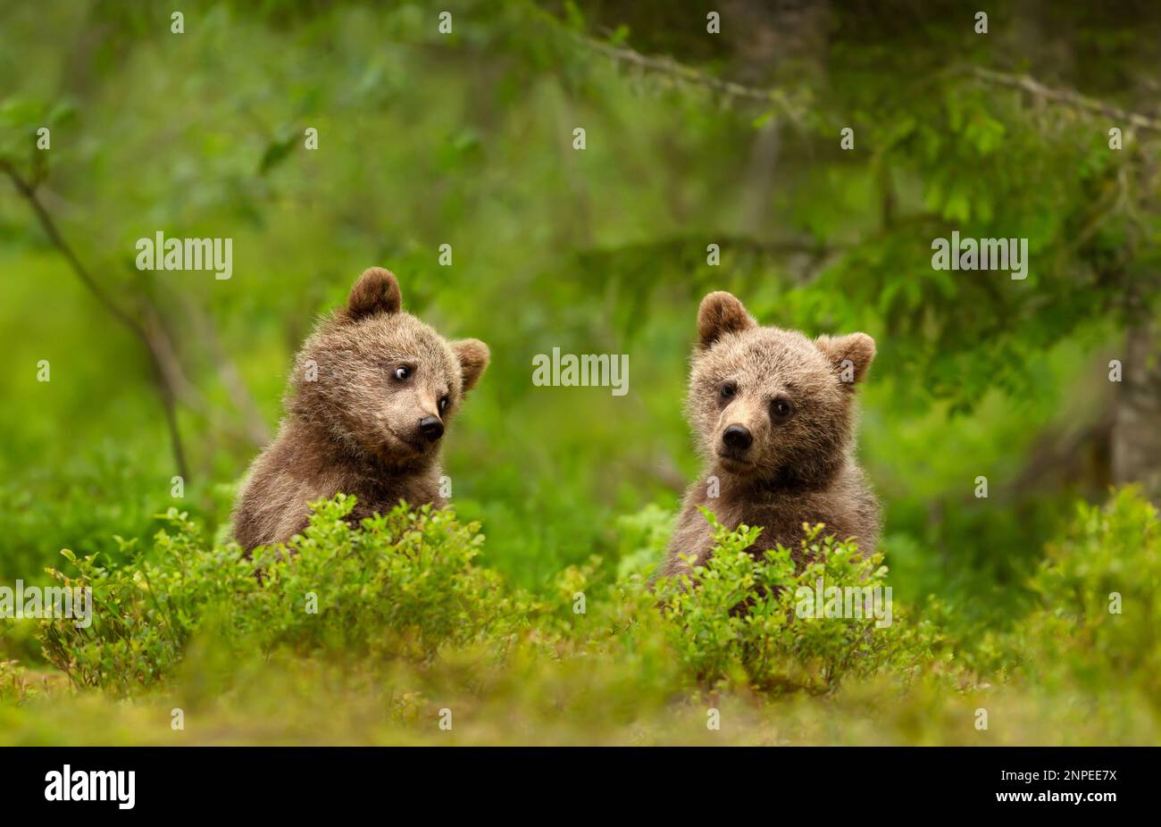 Close up of playful European brown bear (Ursus arctos arctos) cubs in ...