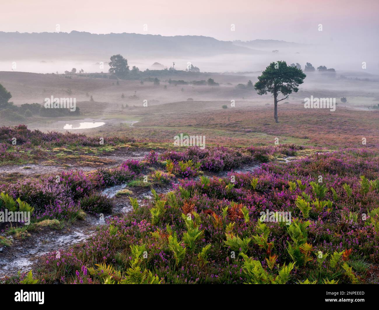 Misty new forest landscape hi-res stock photography and images - Alamy