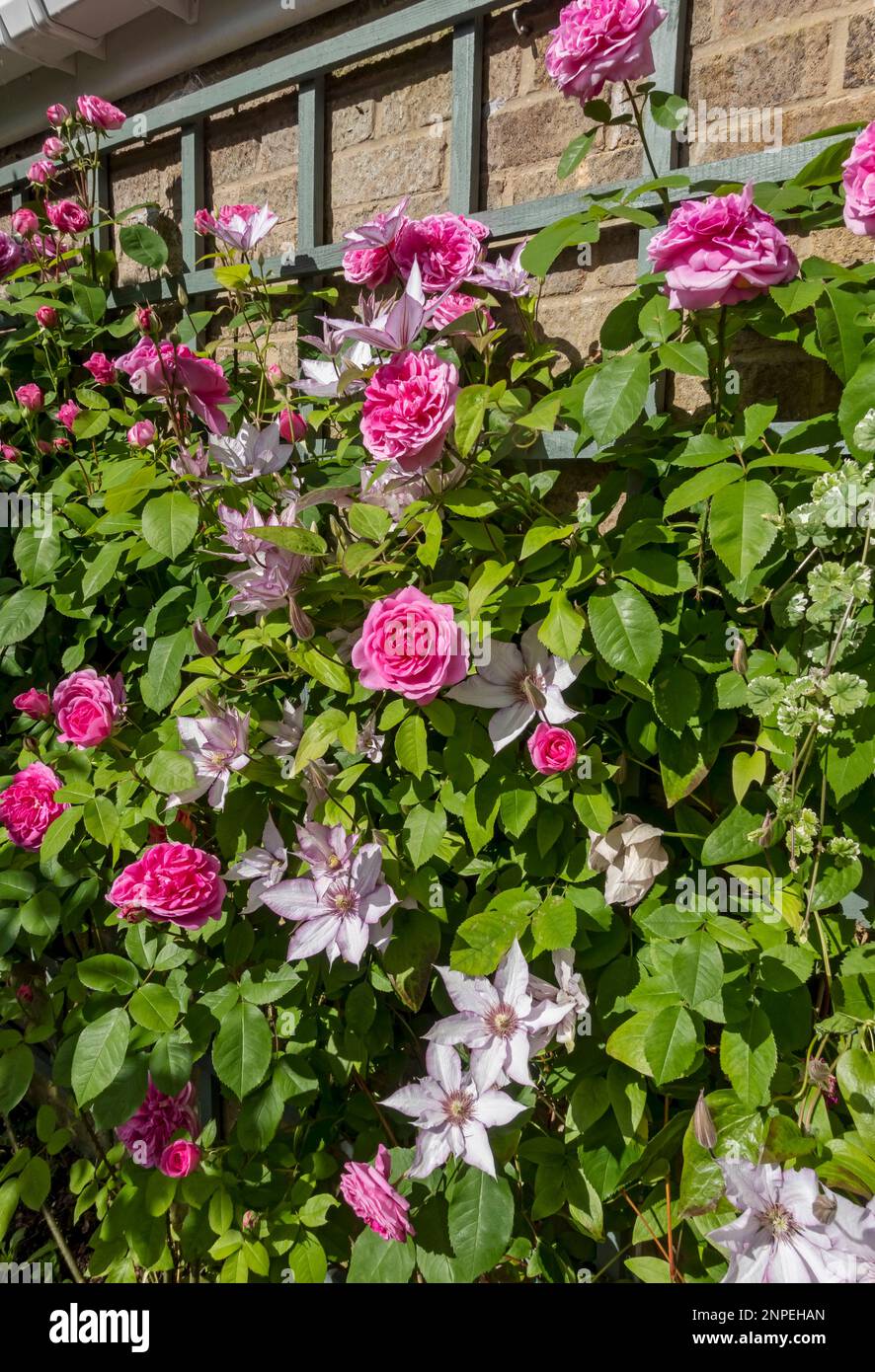 Pink rose Gertrude Jekyll and clematis Samaritan Jon flowering on a wall in the garden in summer. Stock Photo