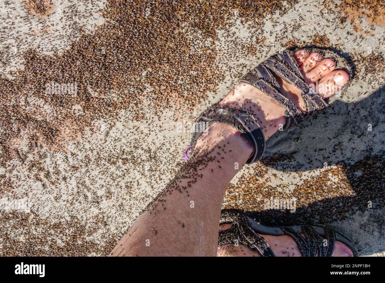 Woman's legs covered with insects - brine flies at the Great Salt Lake ...