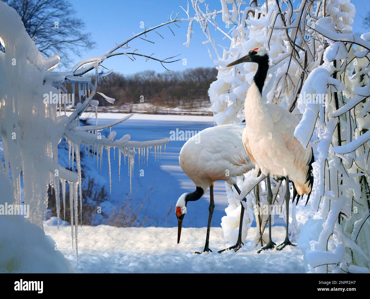 Japanese crane, or Ussuri crane, or Manchurian crane (lat. Grus japonensis) among the frozen snow-covered branches. Stock Photo