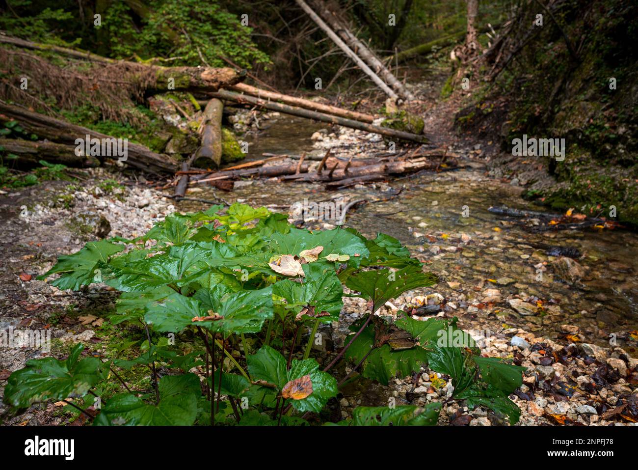 Slovakia Raj The trail through the beautiful canyon of the Slowacki Raj National ...