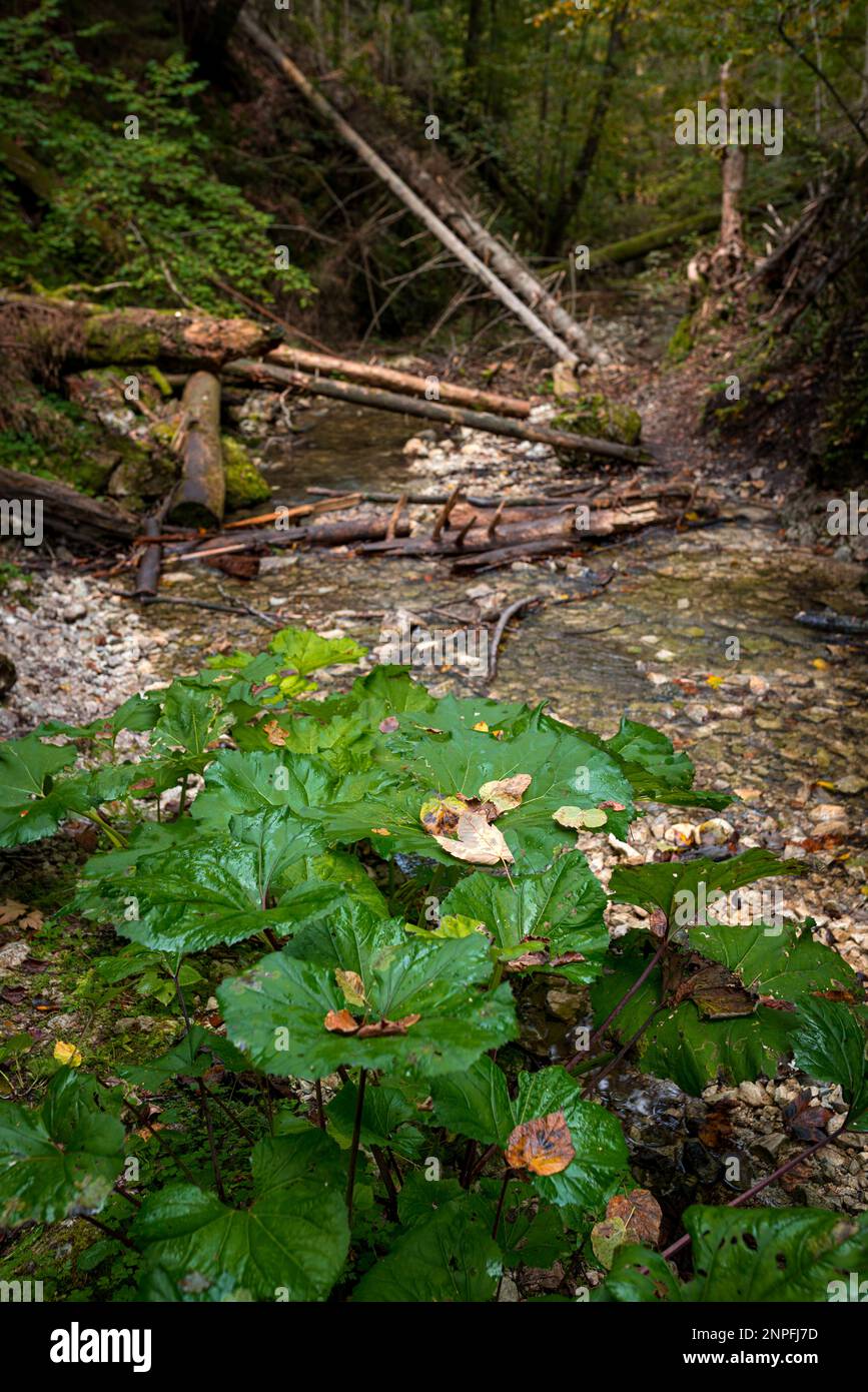 Slovakia Raj The trail through the beautiful canyon of the Slowacki Raj National ...